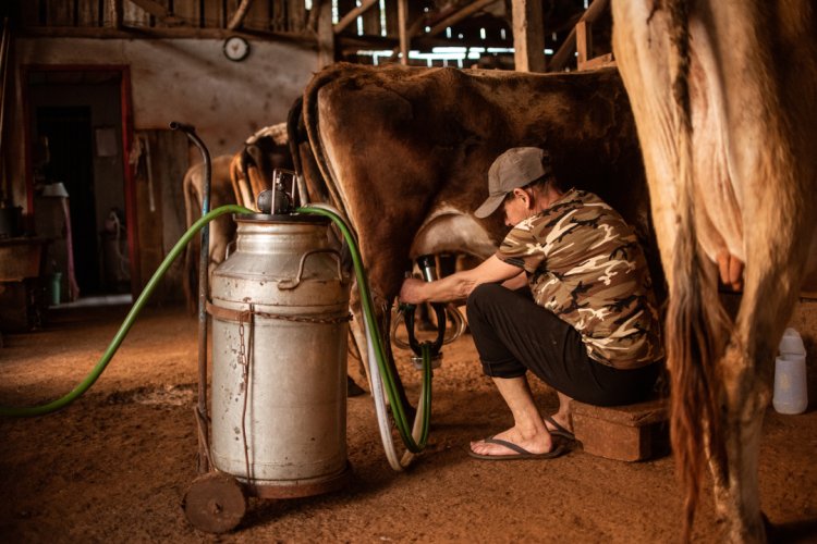 Setor leiteiro conquista avanço em processo antidumping