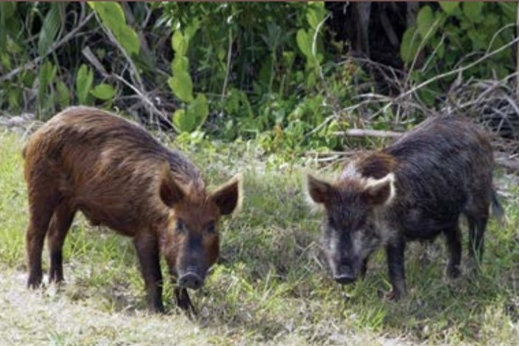 Lei autoriza controle populacional do javali&europeu Lei autoriza controle populacional do javali&europeu