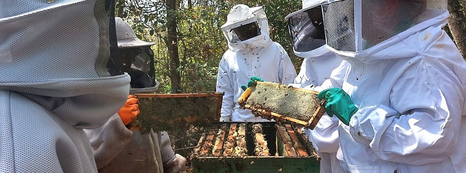 Apicultura_-_Márcia_Portugal