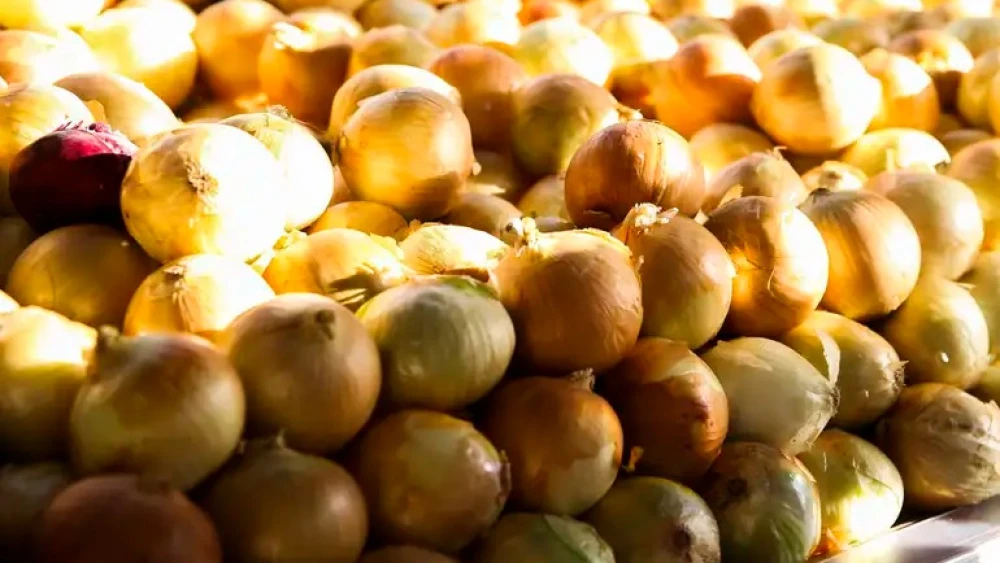 cebola-4628463 cebola-4628463