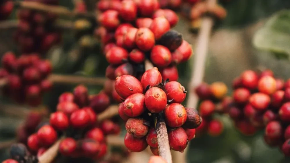 coffee-cafe-393ee556250d8861