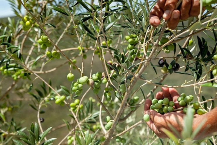 Recorde na produção mineira de azeite Recorde na produção mineira de azeite