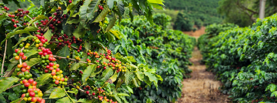 Café-_Crédito_Diego_Vargas-_Seapa_(1)_(1)aaaaa Café-_Crédito_Diego_Vargas-_Seapa_(1)_(1)aaaaa