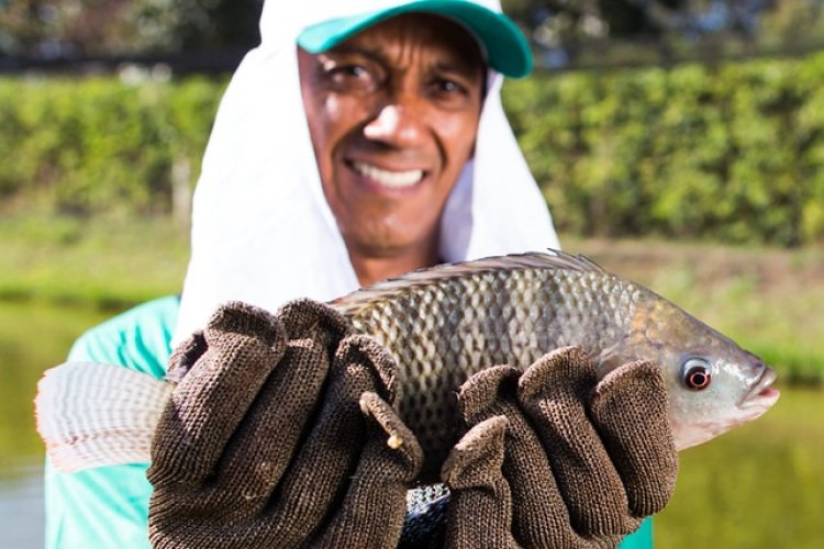 Piscicultura mineira preparada para a Semana Santa Piscicultura mineira preparada para a Semana Santa