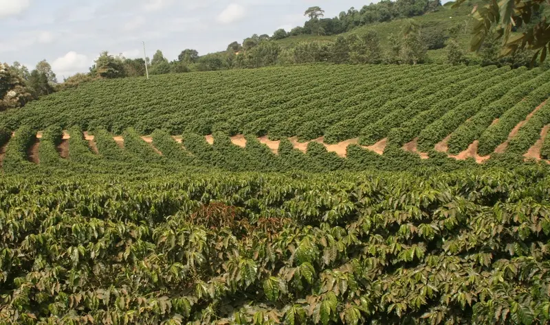 cafe-coffee-cafeicultura-5af61f89b56901cf