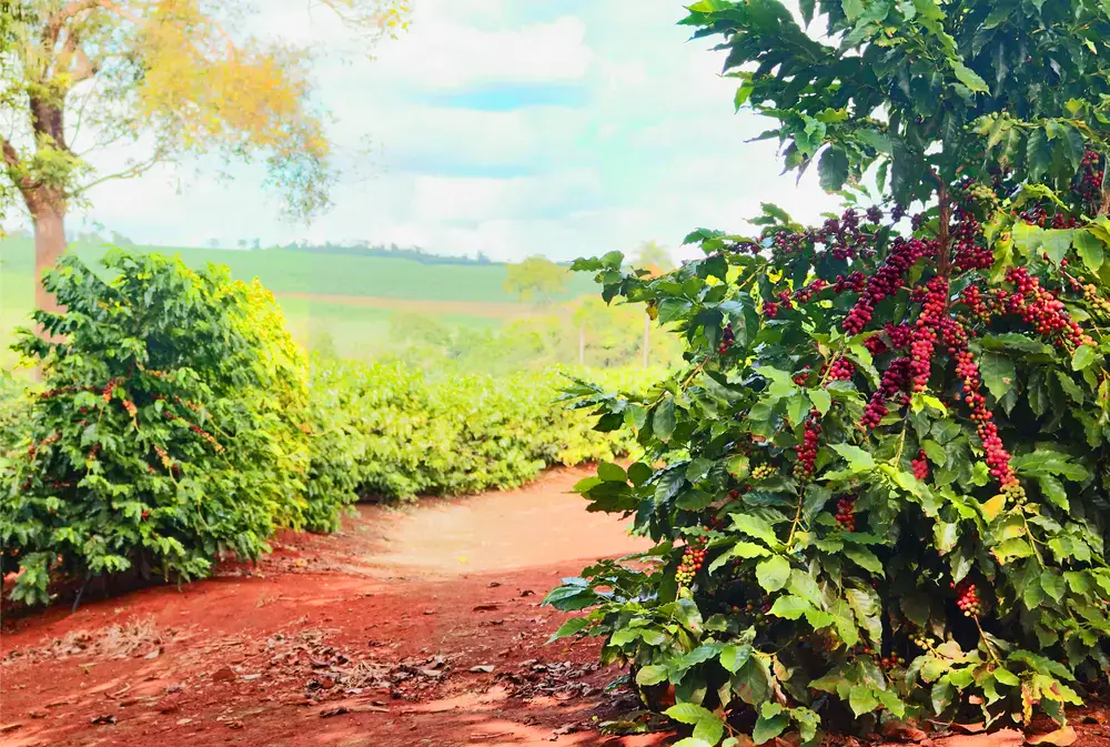 cafe-coffee-507d4d966a3d7121