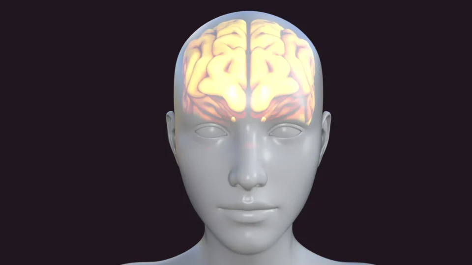 cerebro-human-5937756-scaled-960x540