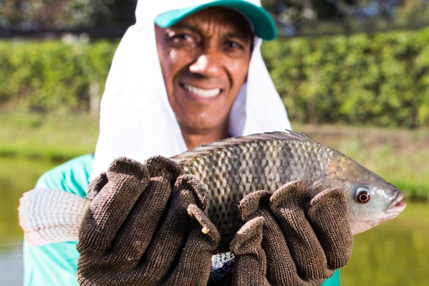 Mesmo com alta produção, Minas Gerais passa a importar tilápia pela primeira vez em quase 30 anos Mesmo com alta produção, Minas Gerais passa a importar tilápia pela primeira vez em quase 30 anos