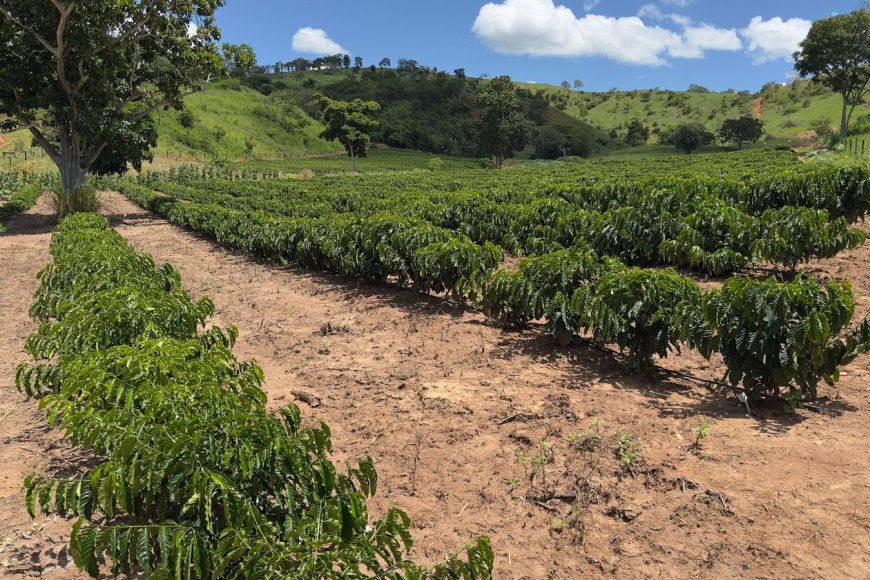 Minas Gerais amplia produção de café conilon e fortalece diversificação no campo Minas Gerais amplia produção de café conilon e fortalece diversificação no campo
