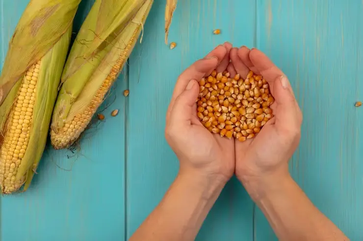 milho-78446cf5bd655f94