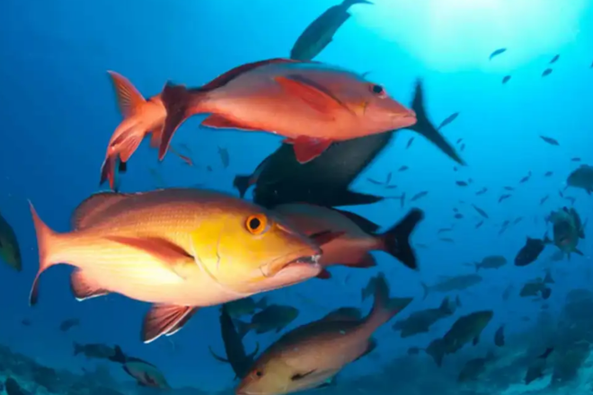 peixes-46982730907463268946