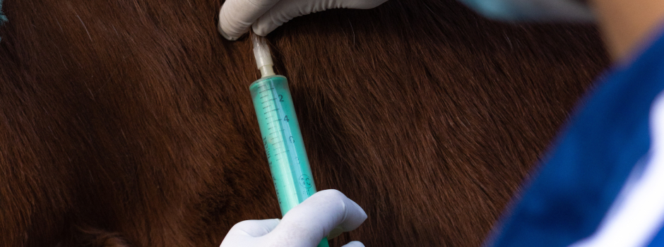 veterinarian inserting a syringe with medication under a horse's skin veterinarian inserting a syringe with medication under a horse's skin