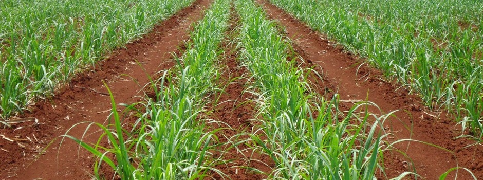 Safra_Cana-de-açúca-22