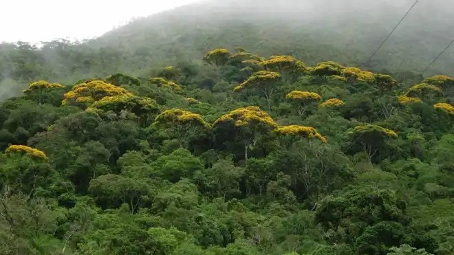 a-mata-atlantica-e-a-principal-formacao-vegetal-do-parque-estadual-serra-do-brigadeiro-mata-atlantica-a1e90581-185a-4862-ab0e-52bf5b83d1b6-large