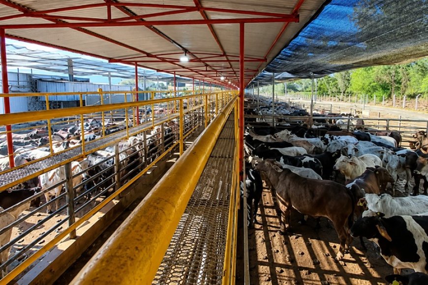 Frigorífico mineiro reabilitado para a China Frigorífico mineiro reabilitado para a China