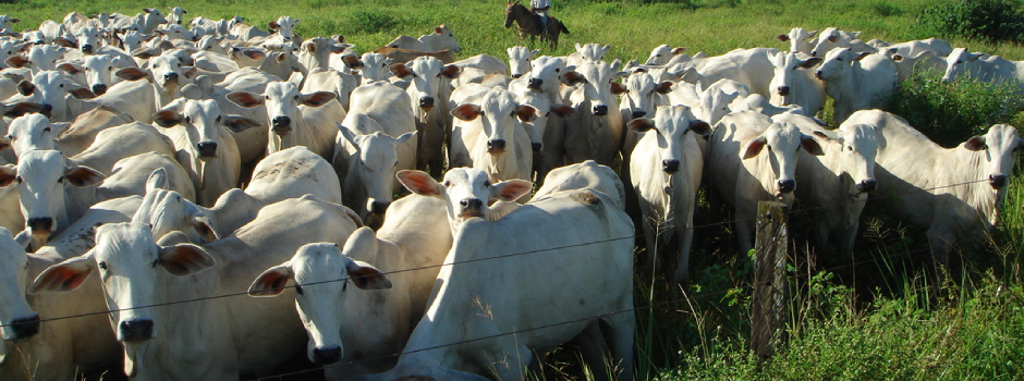 pecuaria_bovina_(1)aaa