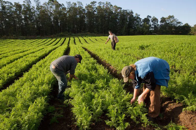agro-rural-441017c798b54915 agro-rural-441017c798b54915