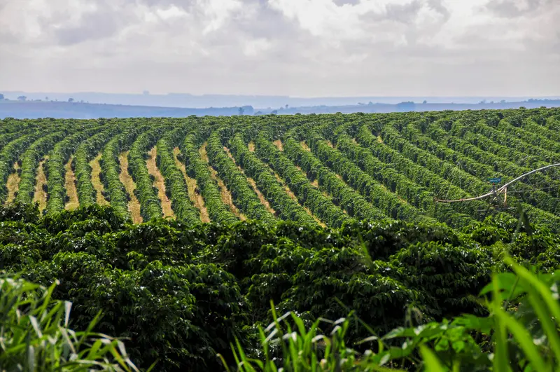 agro-cafe-cafeicultura-coffee-3090b9c1f438b58c