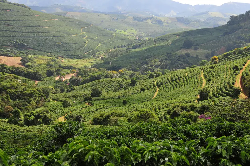 cafe-coffee-lavoura-rural-agro-77eac790587fefa1