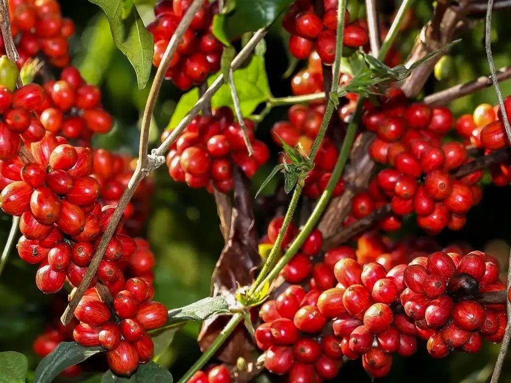 coffee-cafe-234059787f99dc01 coffee-cafe-234059787f99dc01