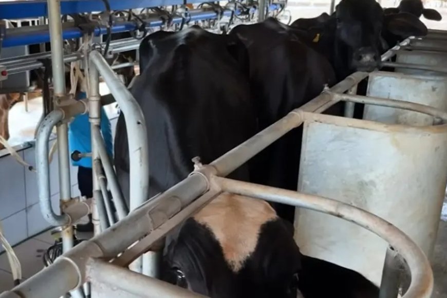 Potência leiteira enfrenta saída de produtores Potência leiteira enfrenta saída de produtores