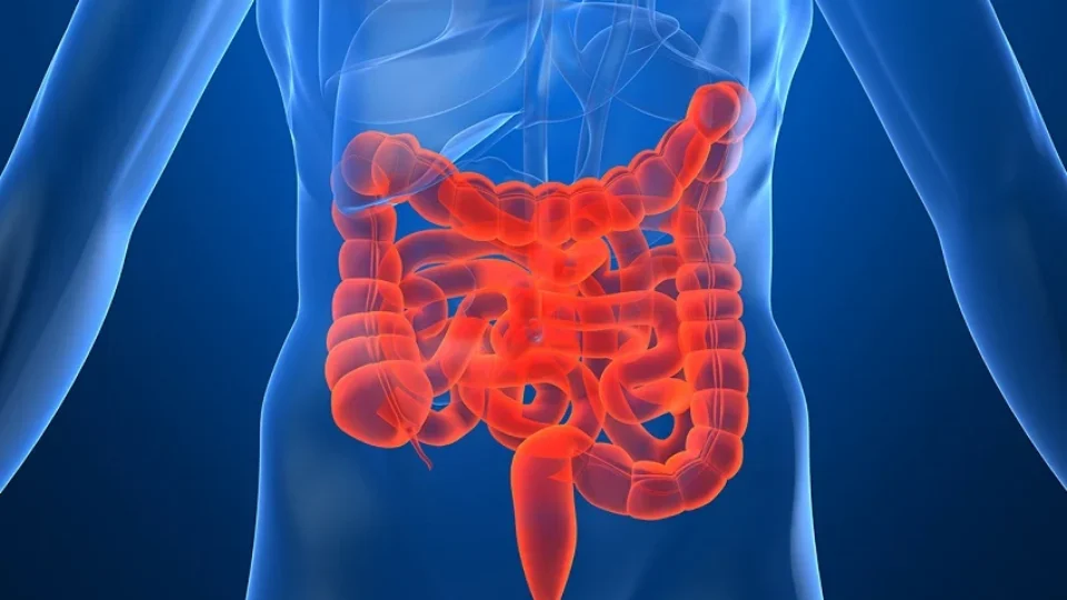 intestino-12-960x540