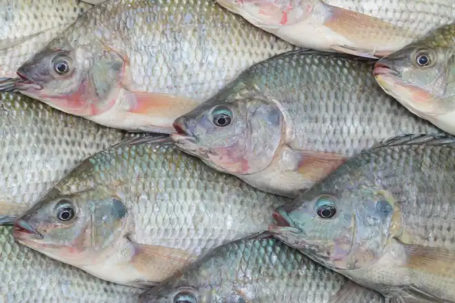 peixe-62864