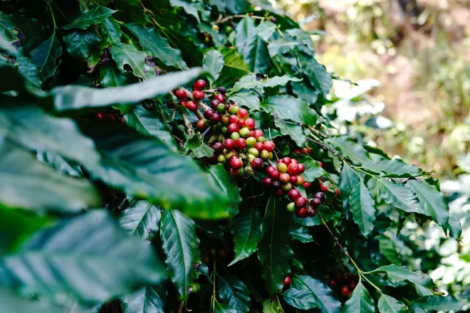 coffee-cafe-agro-634634