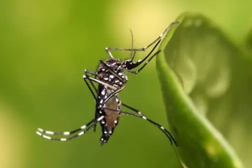 dengue-fiocruz_987c2a