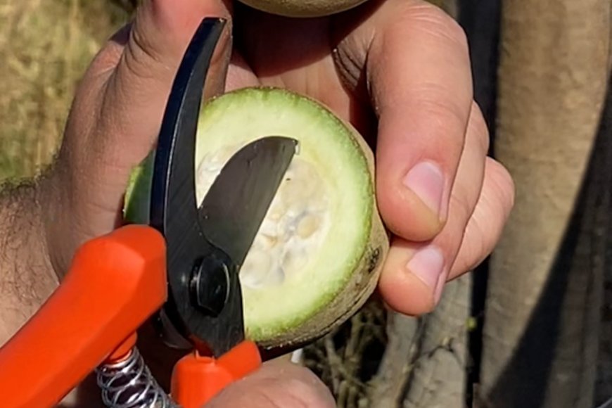 INAES e ADM firmam parceria para impulsionar bioeconomia no Norte de Minas INAES e ADM firmam parceria para impulsionar bioeconomia no Norte de Minas