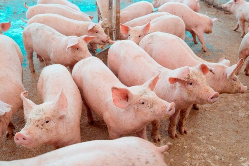 Preço do suíno cai 32% em Minas Preço do suíno cai 32% em Minas