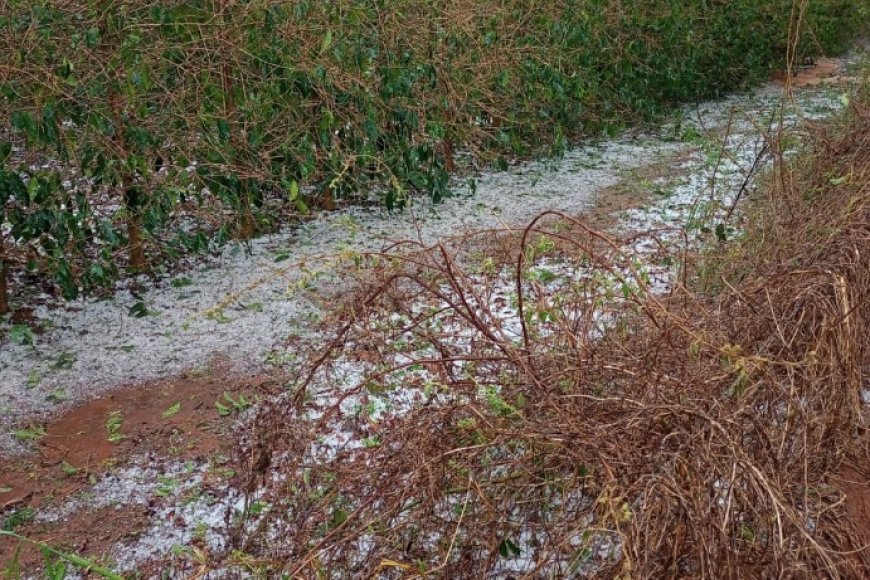 Prejuízos por chuva e granizo: veja o que o produtor deve fazer para comprovar perdas Prejuízos por chuva e granizo: veja o que o produtor deve fazer para comprovar perdas