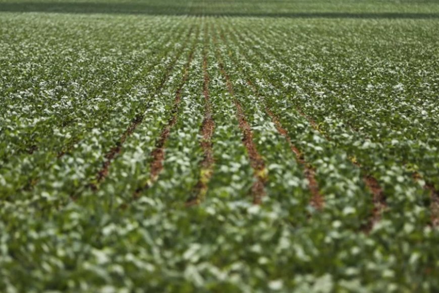 Uberaba mantém liderança do agronegócio Uberaba mantém liderança do agronegócio